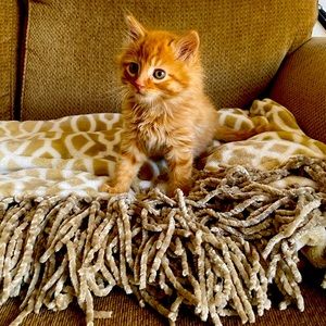 Comes from home with fur babies!